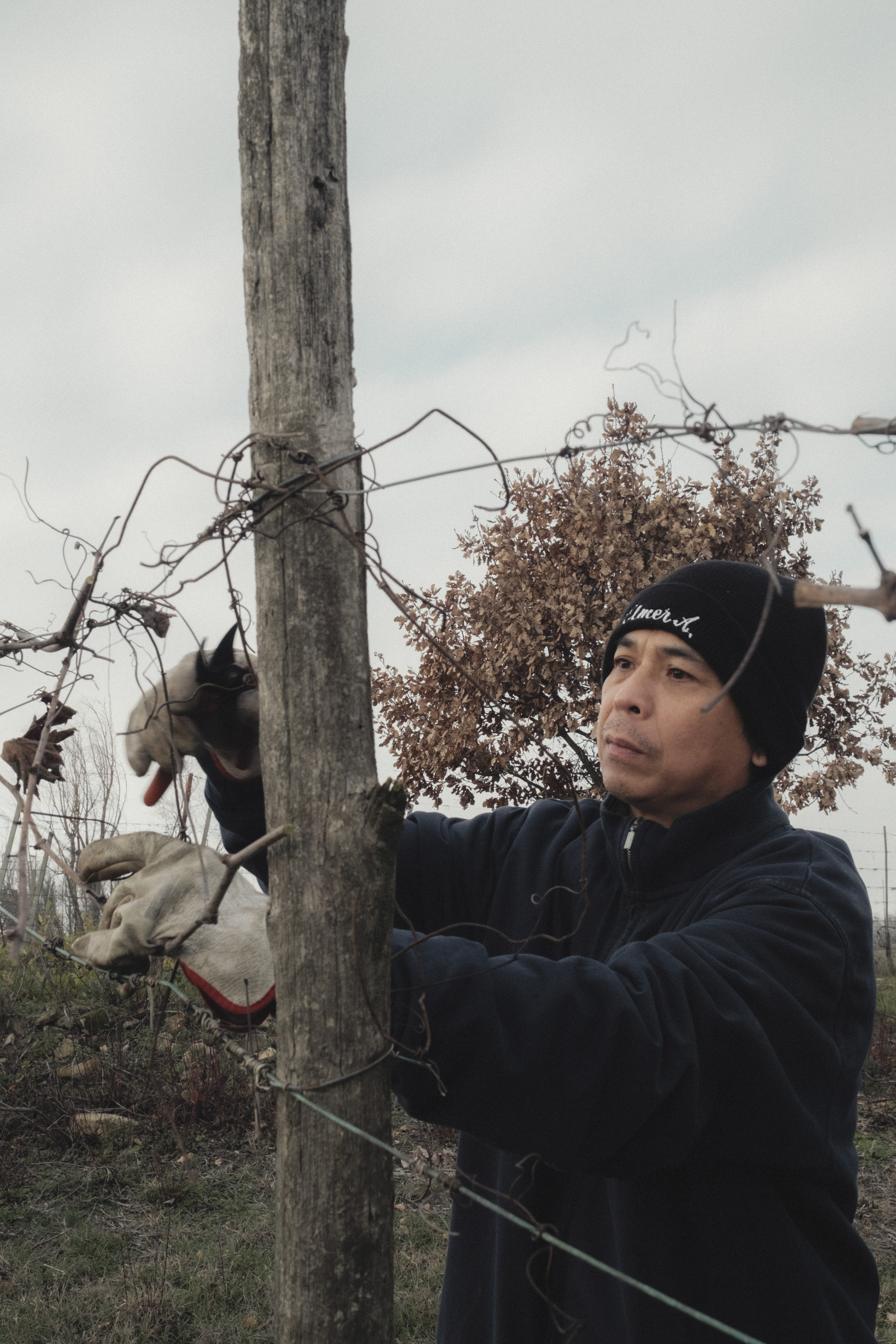 Vino del Poggio — foto 7